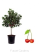 sadzonki -  Mini Wiśnia Piemont® C4/70-90cm