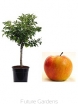 rośliny ogrodowe -  Mini Jabłoń Corquella® C5/80cm *6