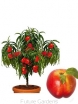 sklep ogrodniczy -  Mini Nektaryna Rubis® C2,5/50-70cm