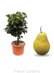 sklep ogrodniczy -  Mini Grusza Sunrise® C4/60-70cm