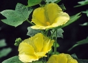 rośliny ogrodowe -  Malwa SUNSHINE Altcea /C2,5