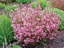 sadzonki - Gaura Siskiyou Pink /C2