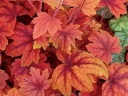 sklep ogrodniczy -  Żurawka SWEET TEA Heuchera /P12