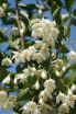 sadzonki -  Styrak kolumnowy JUNE SNOW® Styrax japonicus C2/1,6-1,8m *K8