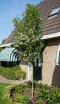 sadzonki - Styrak kolumnowy JUNE SNOW® Styrax japonicus C2/1,6-1,8m *K8