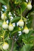 rośliny ogrodowe - Styrak kolumnowy JUNE SNOW® Styrax japonicus C2/1,6-1,8m *K8
