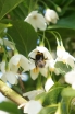 sklep ogrodniczy - Styrak kolumnowy JUNE SNOW® Styrax japonicus C2/1,6-1,8m *K8