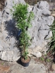 rośliny ogrodowe - Sollya heterophylla in.Billardiera heterophylla C2/80cm *B