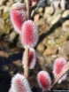 rośliny ogrodowe - Wierzba smukłoszyjkowa Mount Aso Salix gracilistyla C2/60cm *K20