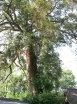 rośliny ogrodowe - Torreja orzechowa  Torreya nucifera C2/30-40cm *K4