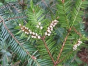 rośliny ogrodowe - Torreja orzechowa  Torreya nucifera C2/30-40cm *K4