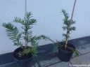 sklep ogrodniczy - Torreja orzechowa  Torreya nucifera C2/30-40cm *K4
