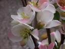 rośliny ogrodowe -  Pigwowiec wspaniały FLOCON ROSE na PNIU    Chaenomeles x superba C7,5/130(180)cm