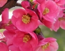 sklep ogrodniczy -  Pigwowiec wspaniały PINK LADY na PNIU Chaenomeles x superba C7,5/Pa1,5(1,8)m