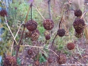 sklep ogrodniczy - Guzikowiec zachodni (Cephalanthus occidentalis) C2/30-50cm *K20