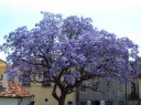 rośliny ozdobne -  Paulownia tomentosa Oxy tree Cesarskie drzewko szczęścia C3/20-40cm *K20