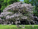 rośliny ozdobne - Paulownia tomentosa Oxy tree Cesarskie drzewko szczęścia C3/20-40cm *K20