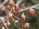 rośliny ogrodowe -  Olszanka chińska Euptelea pleiosperma C5/80-100cm *K15