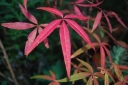 rośliny ozdobne -  Klon pięciolistny Acer pentaphyllum C15/150cm