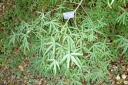sklep ogrodniczy - Klon pięciolistny Acer pentaphyllum C15/150cm