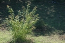 rośliny ogrodowe - Klon pięciolistny Acer pentaphyllum C15/150cm