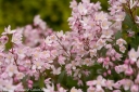 sadzonki -  Żylistek karłowy YUKI CHERRY BLOSSOM 'NCDX2' Deutzia C5/30-50cm *K22