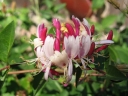 sklep ogrodniczy -  Wiciokrzew pomorski SEROTINA Lonicera periclymenum P15/50cm *17