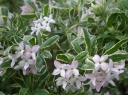 rośliny ozdobne - Wawrzynek Burkwooda ASTRID Daphne x burkwoodii C2/20-30cm *T13