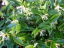sklep ogrodniczy -  Sarcococca confusa P13/15-20cm *K25