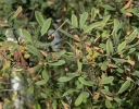 rośliny ozdobne - Myrica gale Woskownica europejska C2/50cm *K20