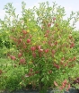rośliny ogrodowe - Moszenki pośrednie COPPER BEAUTY Colutea x media /C2 *K19