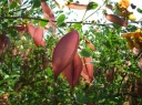 rośliny ogrodowe - Moszenki pośrednie COPPER BEAUTY Colutea x media /C2 *K19