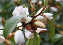 rośliny ozdobne -  Magnolia zimozielona JACK FOGG Magnolia x foggii Michelia C3/60-80cm