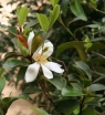 sklep ogrodniczy - Magnolia laevifolia Michelia yunnanensis C5/50-80cm *32T
