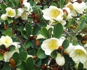 rośliny ogrodowe - Magnolia laevifolia Michelia yunnanensis C5/50-80cm *32T
