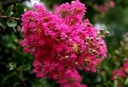 rośliny ogrodowe - Lagerstroemia indica RHAPSODY IN PINK Bez południa C3/50cm *5