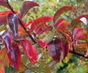 sklep ogrodniczy - Lagerstroemia indica RHAPSODY IN PINK Bez południa C3/50cm *5