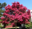 rośliny ogrodowe - Lagerstroemia indica RHAPSODY IN PINK Bez południa C3/50cm *5