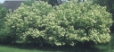 rośliny ozdobne - Kalina kanadyjska am. Nannyberry Viburnum lentago C3/30-50cm *13