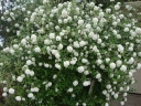 sadzonki -  Kalina Burkwooda CONOY Viburnum ×burkwoodii C5/40-60cm *K14