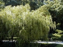 rośliny ozdobne -  Itea ilicifolia C2/40-60cm *T16