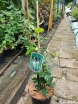 sklep ogrodniczy - Itea ilicifolia C2/40-60cm *T16