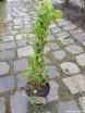 rośliny ogrodowe - Hortensja pnąca CRUG CORAL Hydrangea anomala glabra C2/40-50cm *K13
