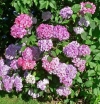 rośliny ozdobne - Hortensja piłkowana PREZIOSA Hydrangea serrata /C3 *9