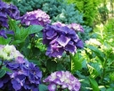rośliny ogrodowe - Hortensja piłkowana PREZIOSA Hydrangea serrata /C3 *9