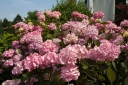 sklep ogrodniczy - Hortensja piłkowana PREZIOSA Hydrangea serrata /C3 *9