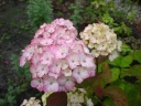 sklep ogrodniczy - Hortensja piłkowana PREZIOSA Hydrangea serrata /C3 *9