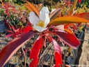 sklep ogrodniczy -  Gordlinia grandiflora C2/40cm *T59
