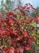 sklep ogrodniczy - Gordlinia grandiflora C2/40cm *T59