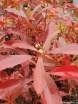 rośliny ogrodowe - Gordlinia grandiflora C2/40cm *T59